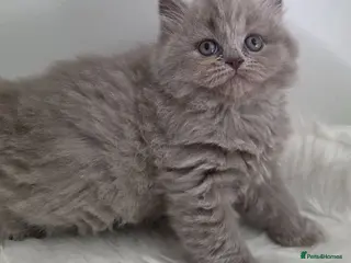 British Shorthair cats Outstanding GCCF Lilac female british Longhair - Advert 18