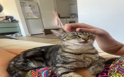 Domestic Shorthair cats for sale: Mum and two kittens 🩷 - Image 2