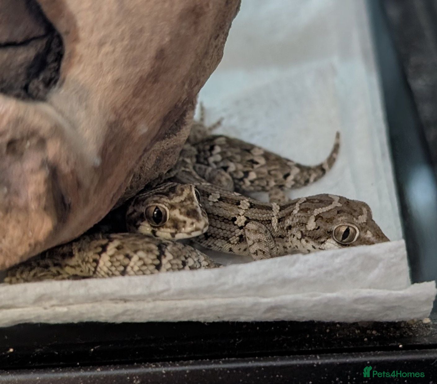 Gecko reptiles Viper Geckos Juveniles and Sub-Adults - Advert 1