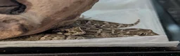Gecko reptiles for sale: Viper Geckos Juveniles and Sub-Adults - Advert 1