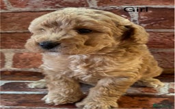 Cockapoo dogs for sale: Cockapoo Puppies – Well Socialised and beautiful  - Advert 1