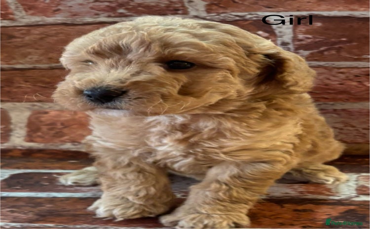 Cockapoo dogs Cockapoo Puppies – Well Socialised and beautiful  - Advert 7