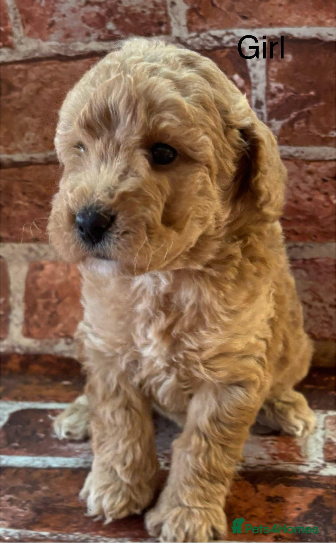 Cockapoo dogs for sale: Cockapoo Puppies – Well Socialised and beautiful  - Advert 1
