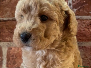 Cockapoo dogs Cockapoo Puppies – Well Socialised and beautiful - Advert 5