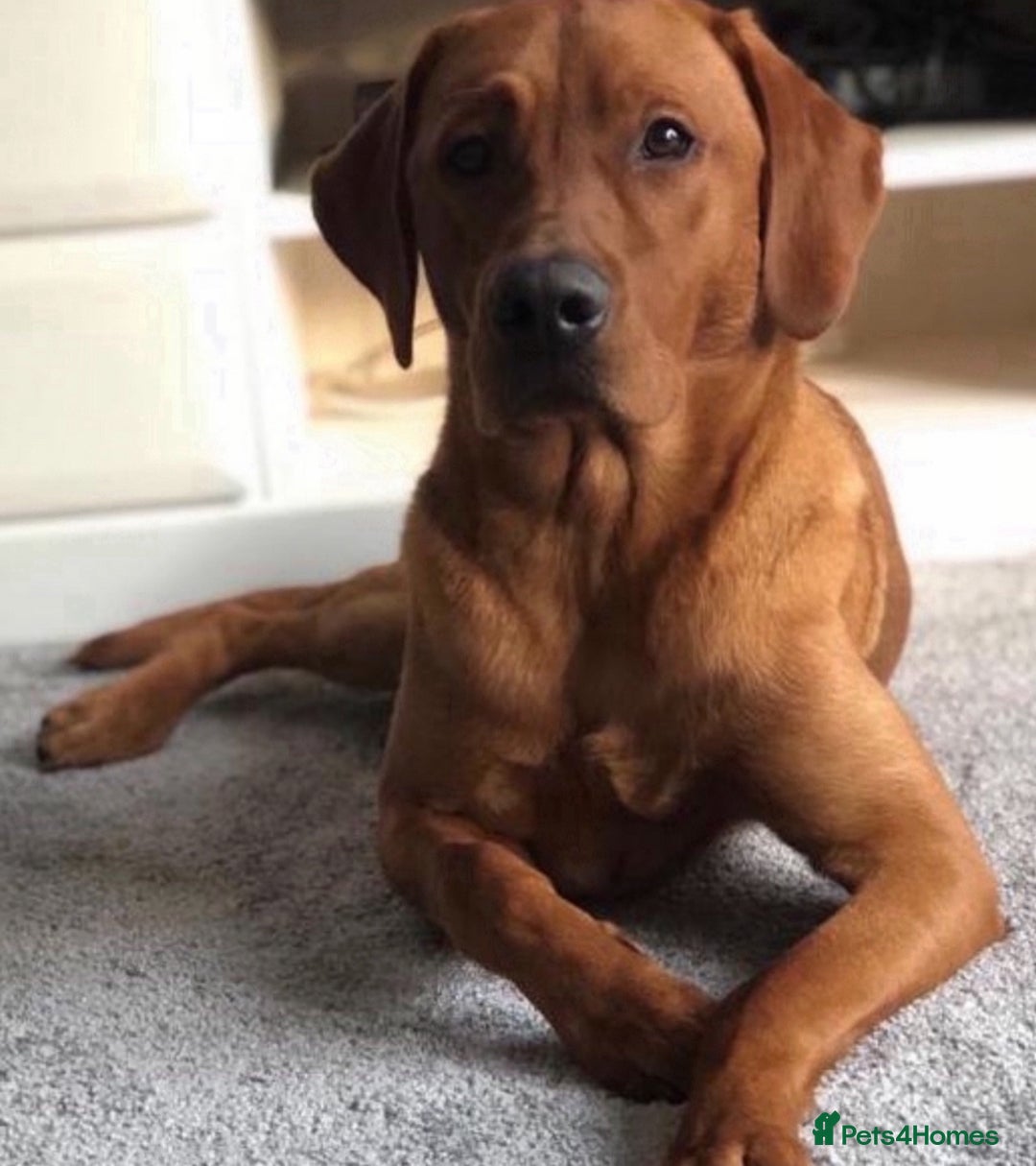 Labrador Retriever dogs for sale: Fox Red Labrador Puppies Health Tested - Image 14