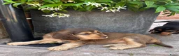 Cockerdor dogs for sale: Beautifully marked Cockerdor puppies - Advert 15