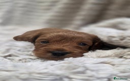 Cavapoo dogs for sale: 🌟 Rare Tiny Toy Cavapoo's F1B - Image 10
