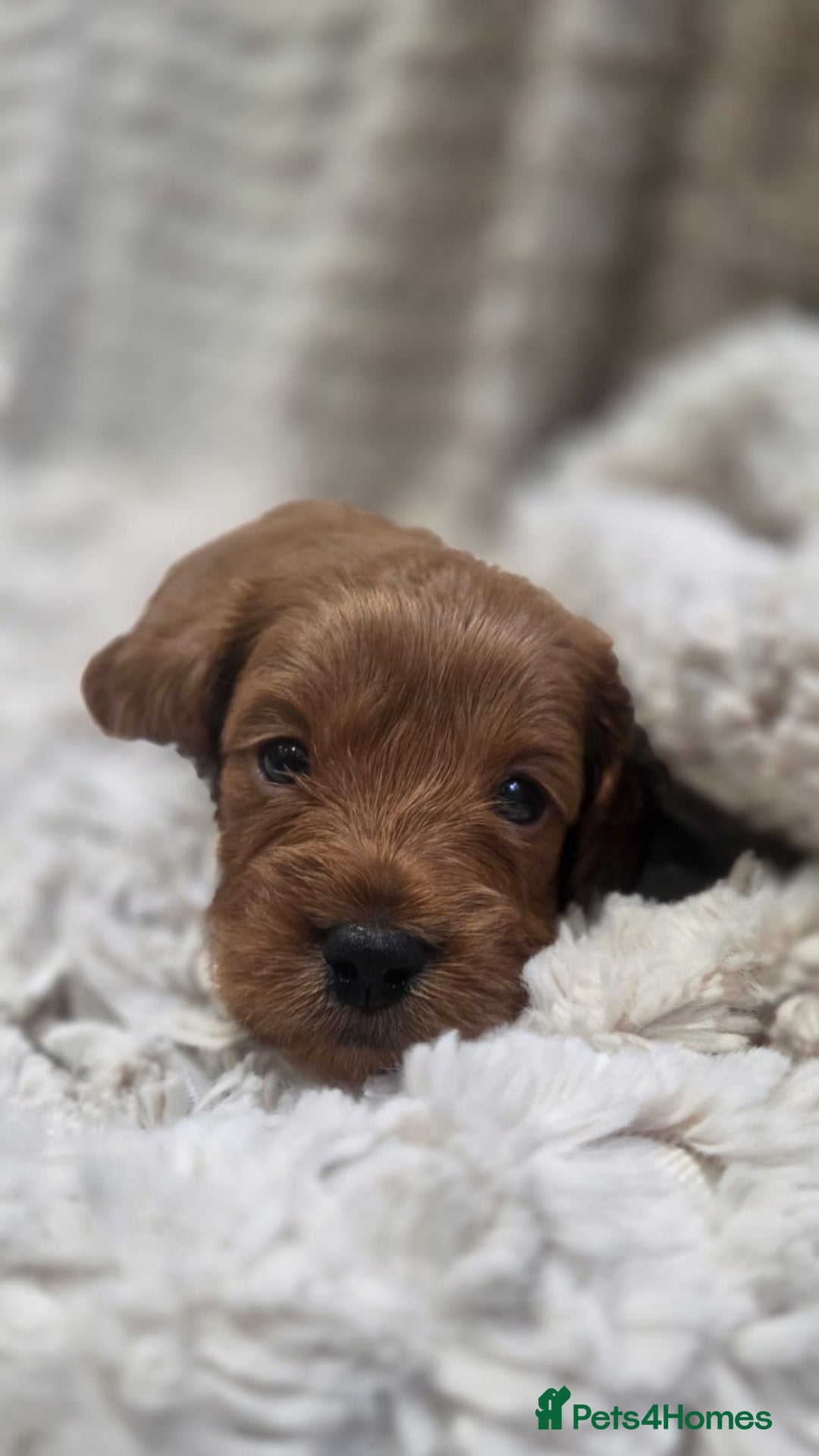 Cavapoo dogs for sale: 🌟 Rare Tiny Toy Cavapoo's F1B - Image 10