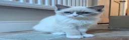 Ragdoll cats for sale: Beautiful Ragdoll  - Advert 4