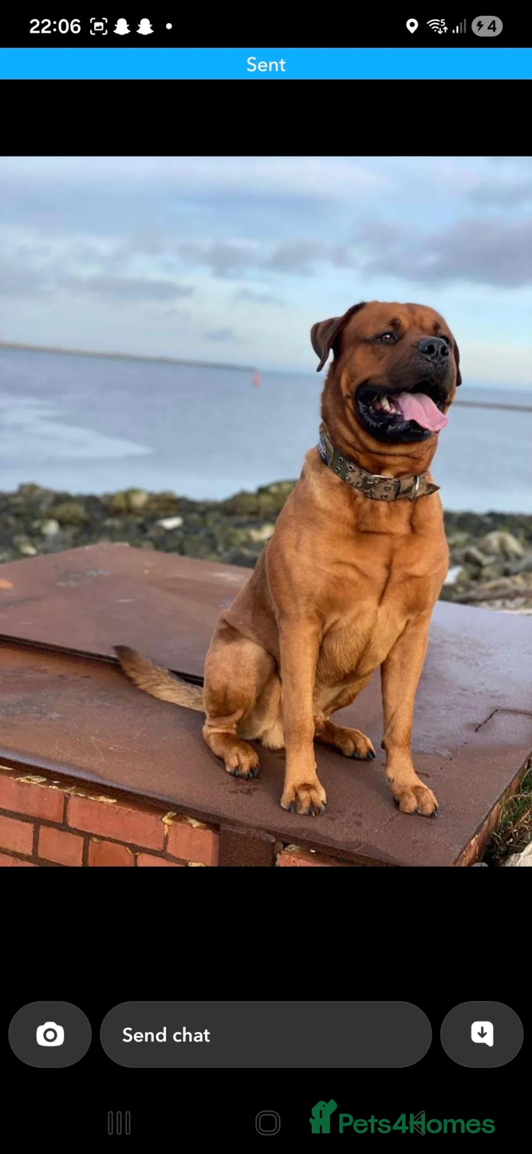 Mixed Breed dogs for sale: Kane Dogue De Bordeaux x Rottweiler  in Redcar - Advert 2