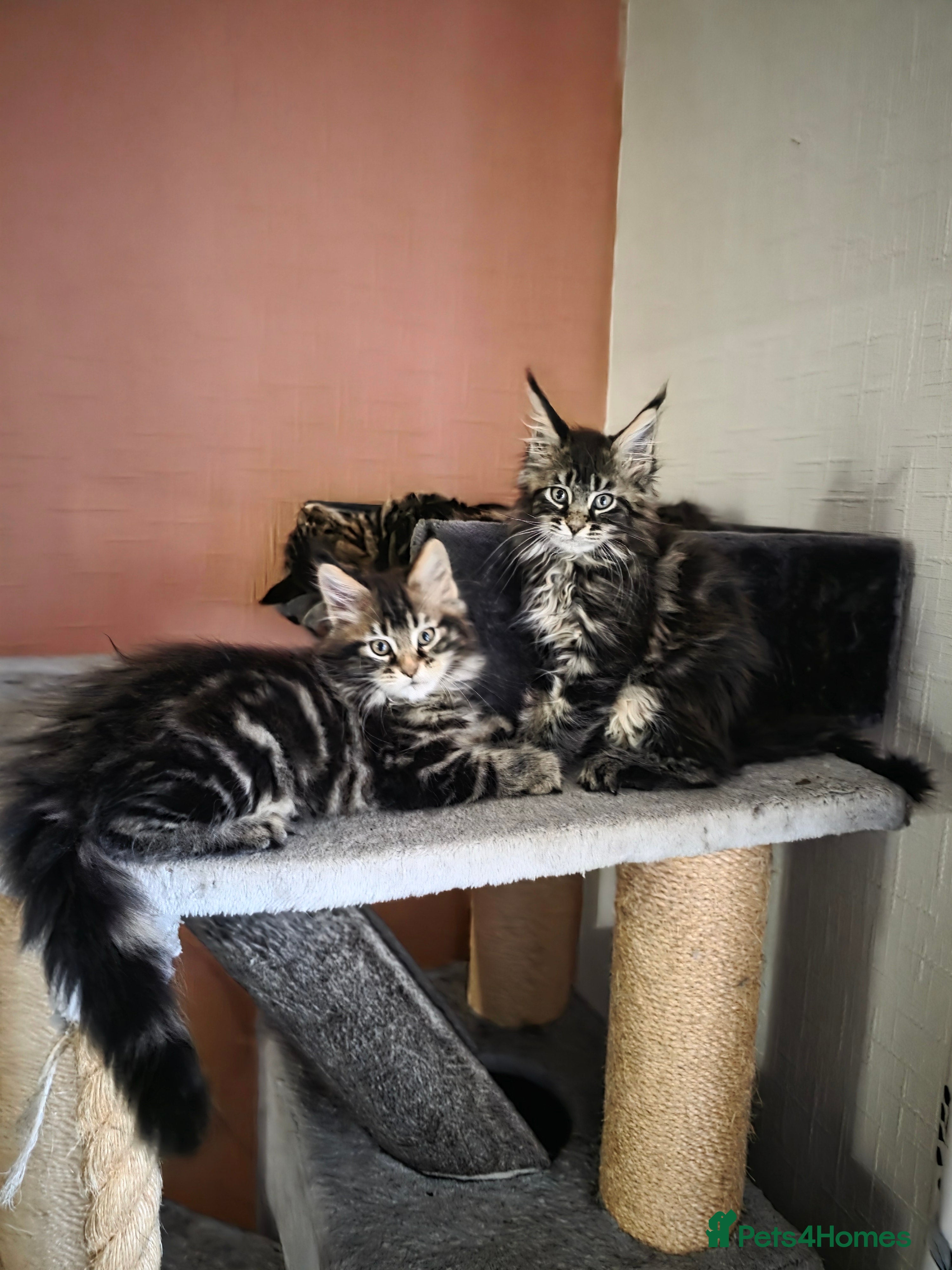 Maine Coon cats XL stunning maine coon kittens - Advert 2