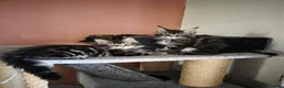 Maine Coon cats for sale: XL stunning maine coon kittens - Advert 2