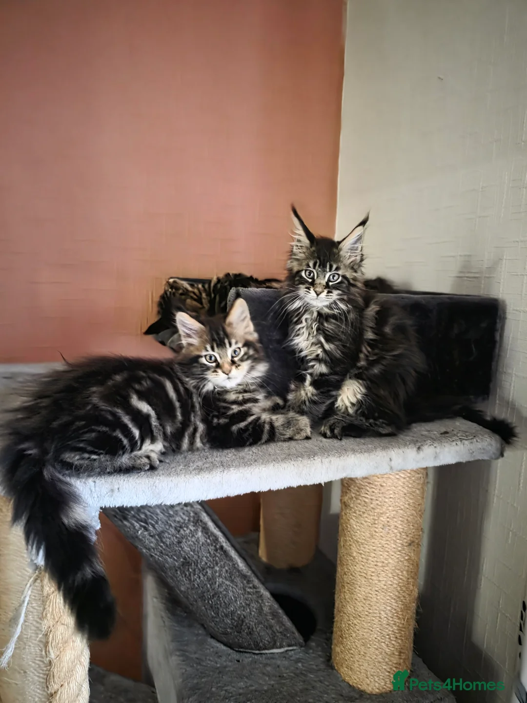 Maine Coon cats for sale: XL stunning maine coon kittens - Advert 2