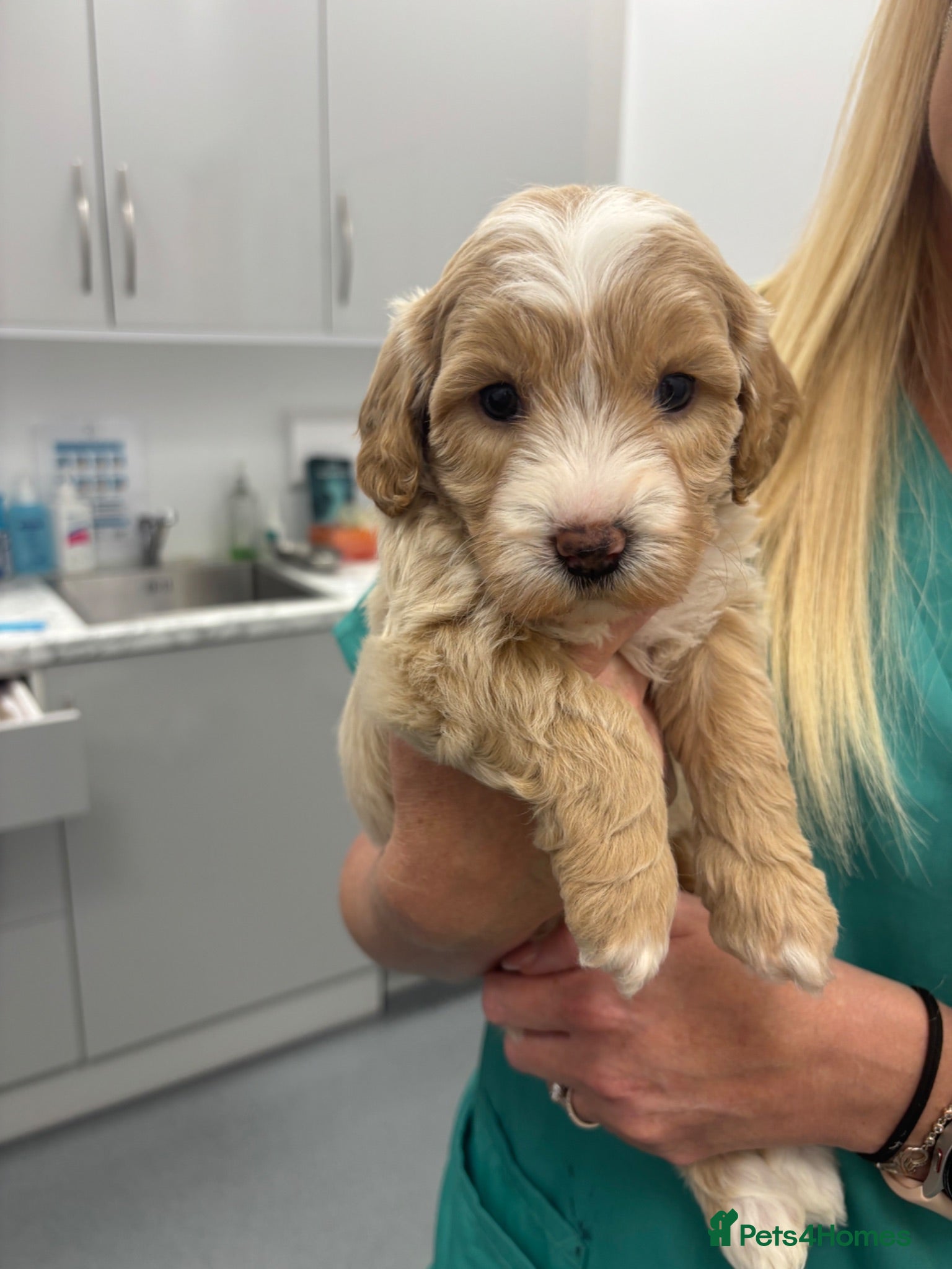 Cockapoo dogs for sale: 🌼4 COCKERPOO’s ready now in CHESHIRE🌼 - Advert 1