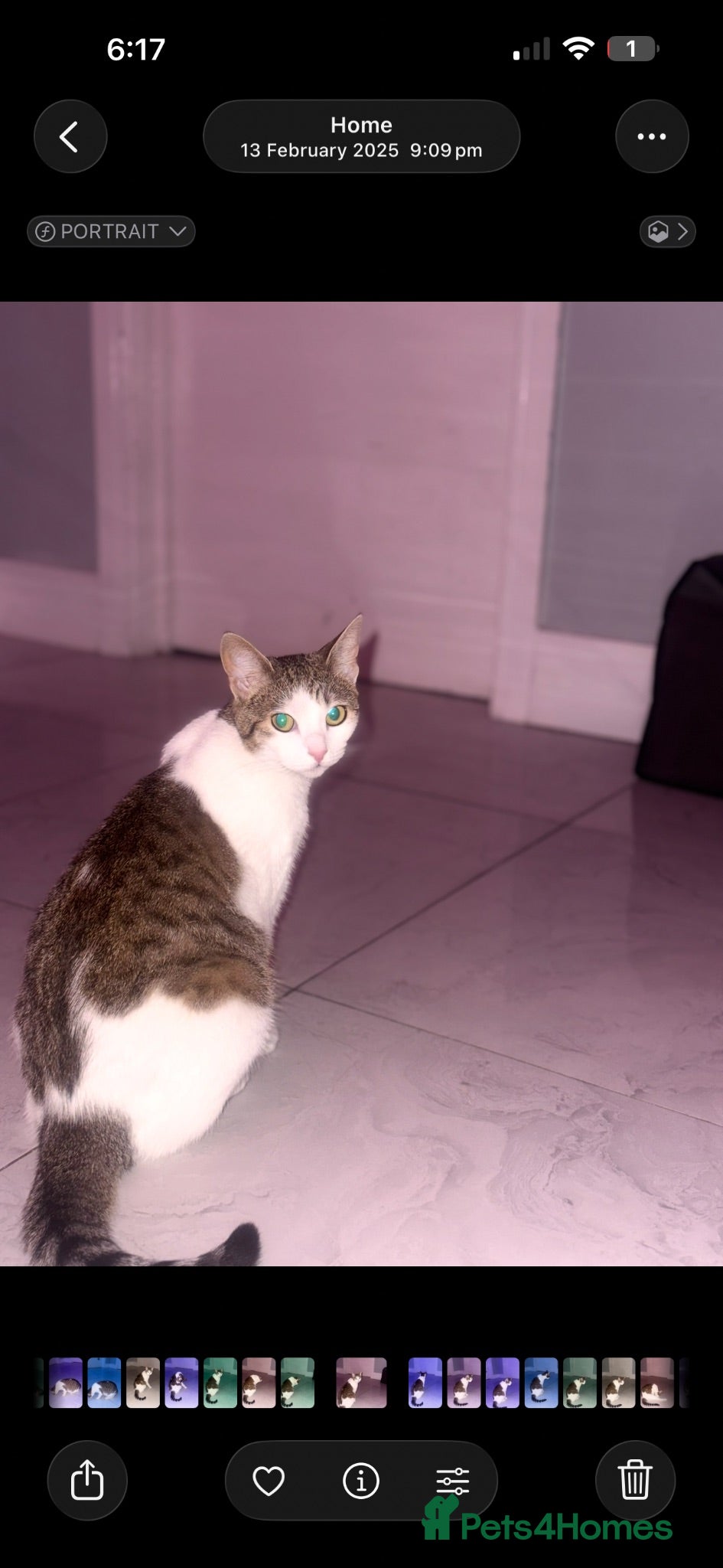 Mixed Breed cats Beautiful Tabby Mix Kittens  - Advert 3