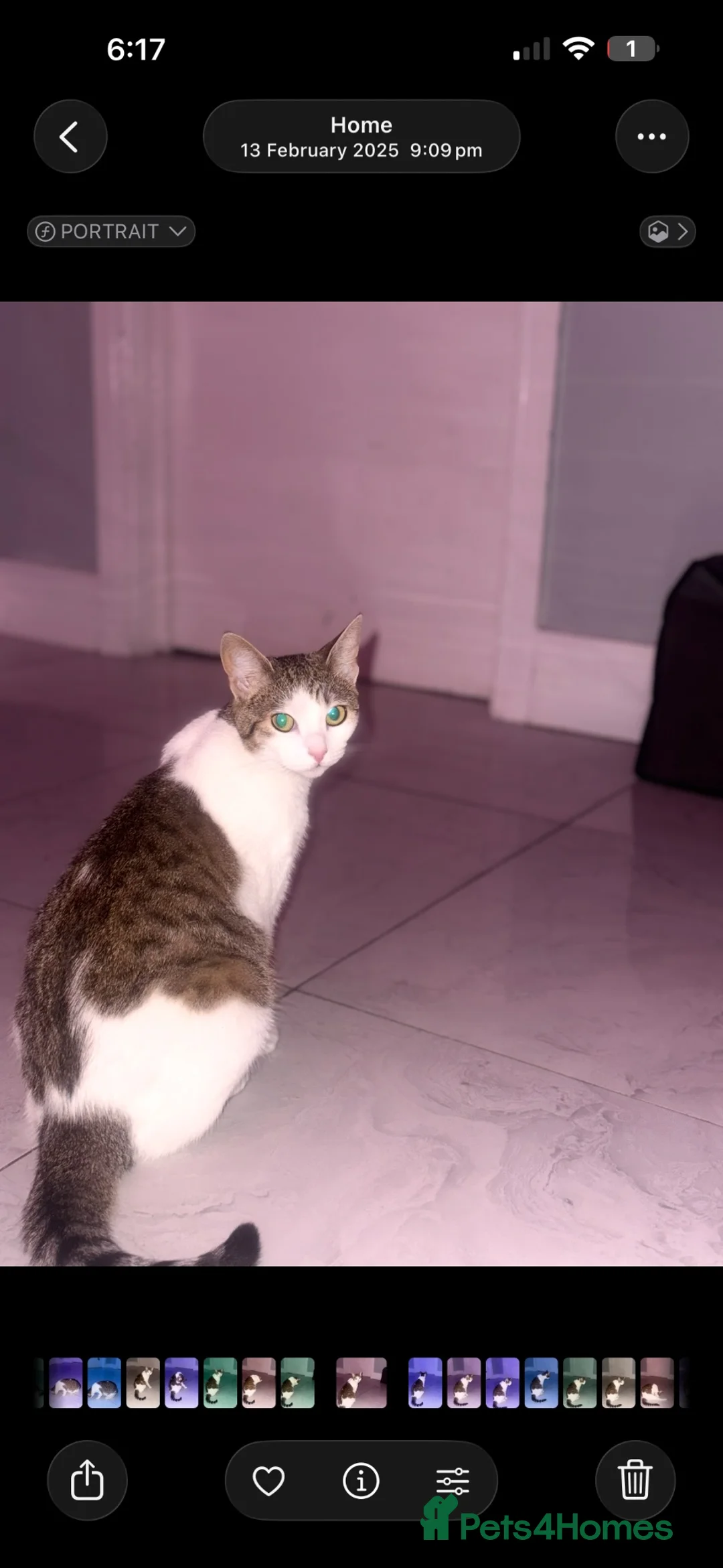 Mixed Breed cats for sale: Beautiful Tabby Mix Kittens  - Advert 1