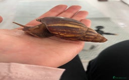 Snails invertebrates for sale: Giant African Land Snail (Lissachatina fulica)  - Advert 1