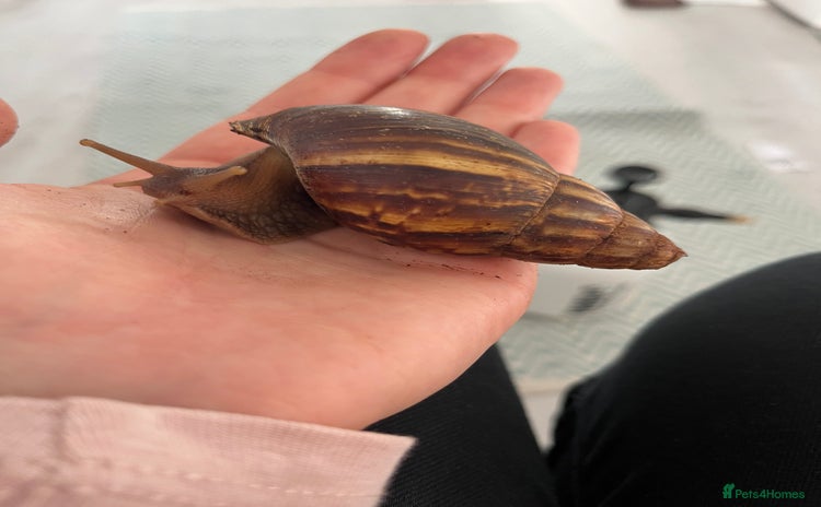 Snails invertebrates Giant African Land Snail (Lissachatina fulica)  - Advert 1