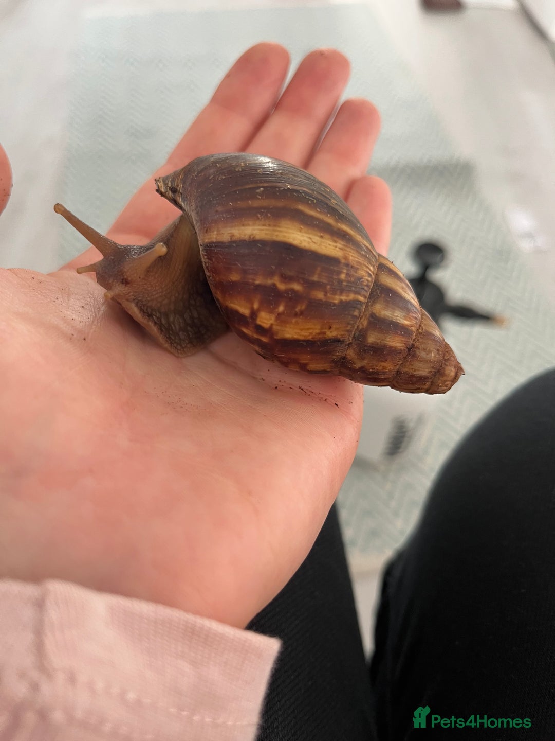 Snails invertebrates for sale: Giant African Land Snail (Lissachatina fulica)  - Advert 1