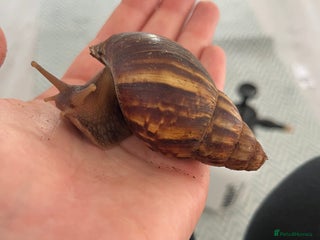 Snails invertebrates for sale: Giant African Land Snail (Lissachatina fulica) - Advert 1