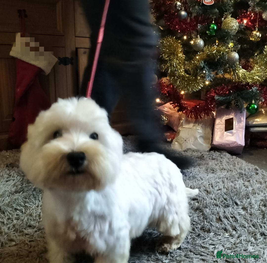 West Highland Terrier dogs for sale: 2yo KC westie girl  - Advert 5