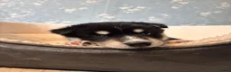 Siberian Husky dogs for sale: Stunning Siberian Huskies  in Sheffield - Advert 4