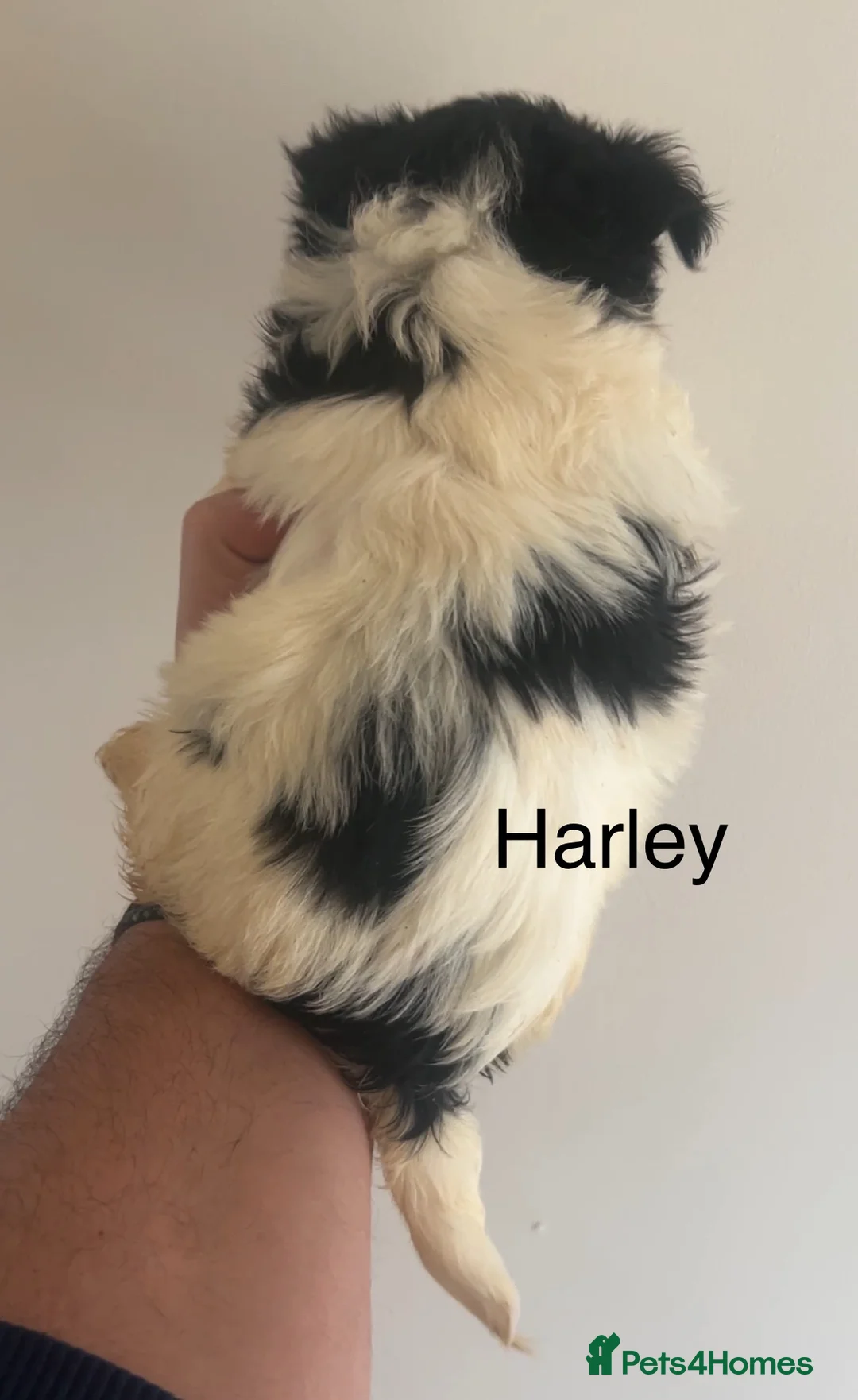 Biewer Terrier dogs for sale: Beautiful Biewer terrier puppies for sale  - Advert 23