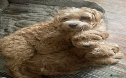 Maltipoo dogs for sale: Toy Maltipoo puppies  - Image 13