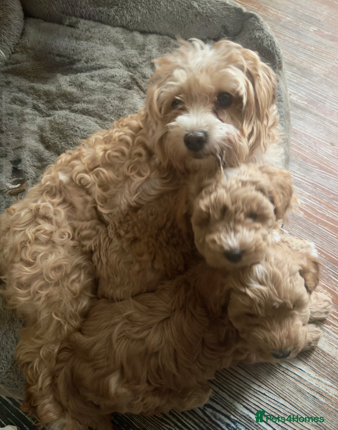 Maltipoo dogs for sale: Toy Maltipoo puppies  - Image 13