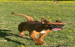 Boxer dogs for sale: Beautiful Boxer Puppies  🐾 - Image 13