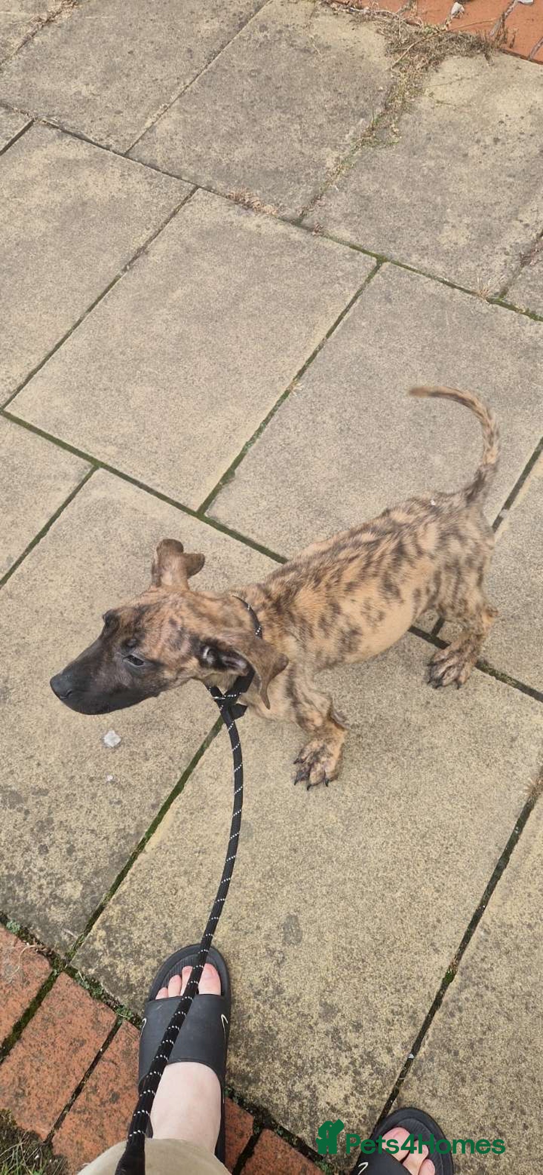 Presa Canario dogs for sale: Kovu  - Image 2