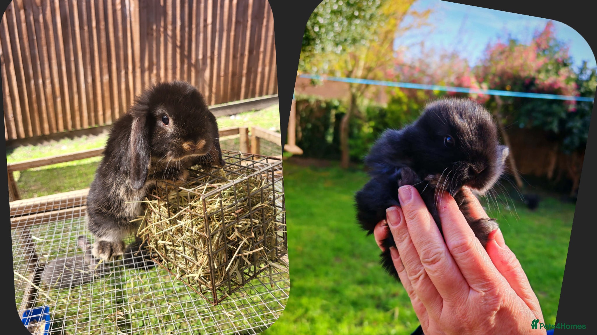 Mini Lop rabbits Mini lops 2 males - Advert 8