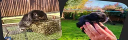 Mini Lop rabbits for sale: Mini lops 2 males - Advert 1
