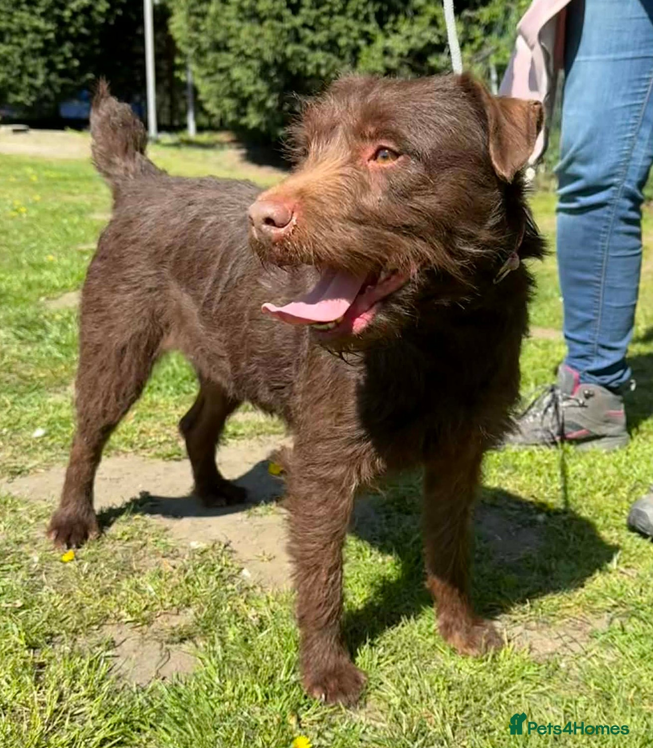 Patterdale Terrier dogs Sweet Patty wants a new loving home - Advert 1