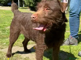 Patterdale Terrier dogs Sweet Patty wants a new loving home - Advert 4