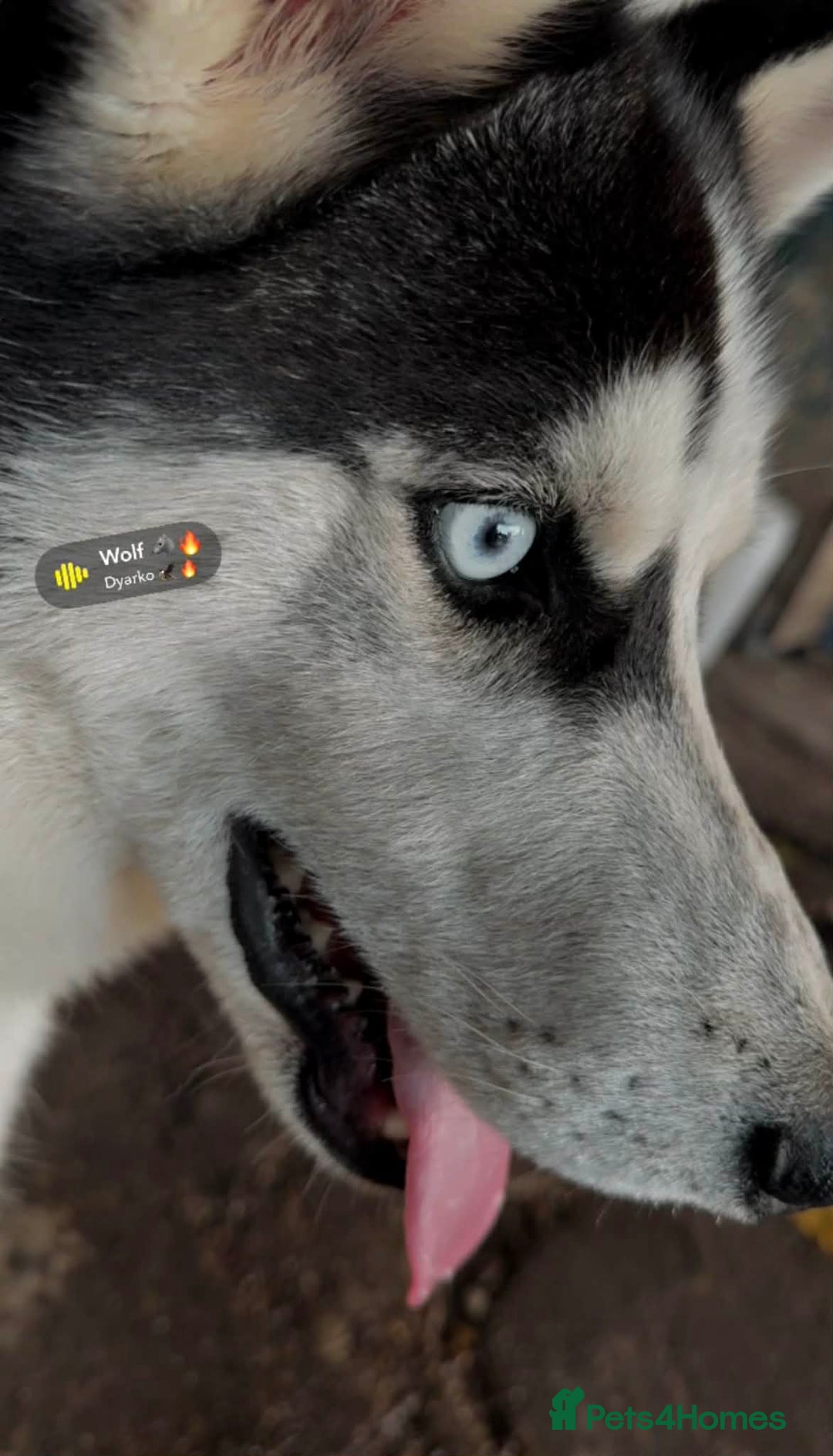 Siberian Husky dogs for sale: Siberian Husky - Advert 6