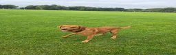 Labrador Retriever dogs for stud: Bruce - Advert 8