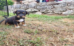 Jack Russell dogs for sale: miniature jack Russell puppies 1 girl left  - Image 1