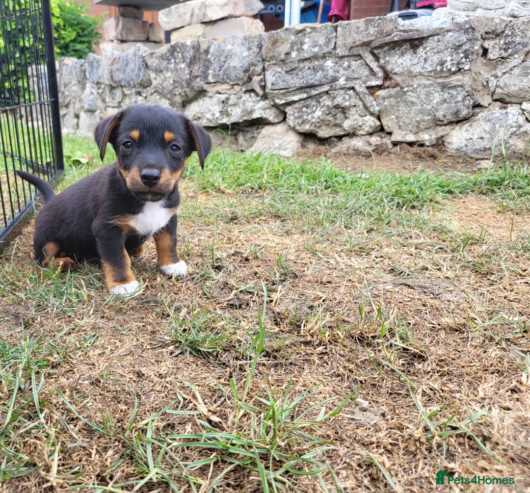 Jack Russell dogs for sale: miniature jack Russell puppies 1 girl left  - Image 1