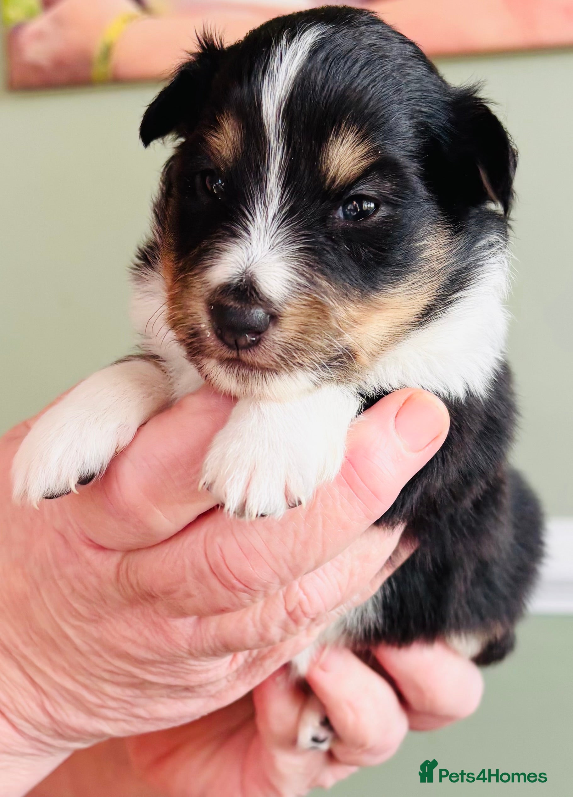 Shetland Sheepdog dogs Beautiful Shetland sheepdog puppies  - Advert 1