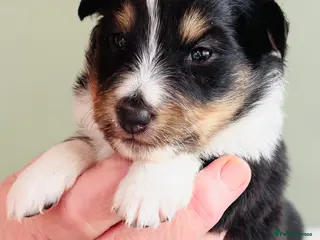 Shetland Sheepdog dogs Beautiful Shetland sheepdog puppies - Advert 1