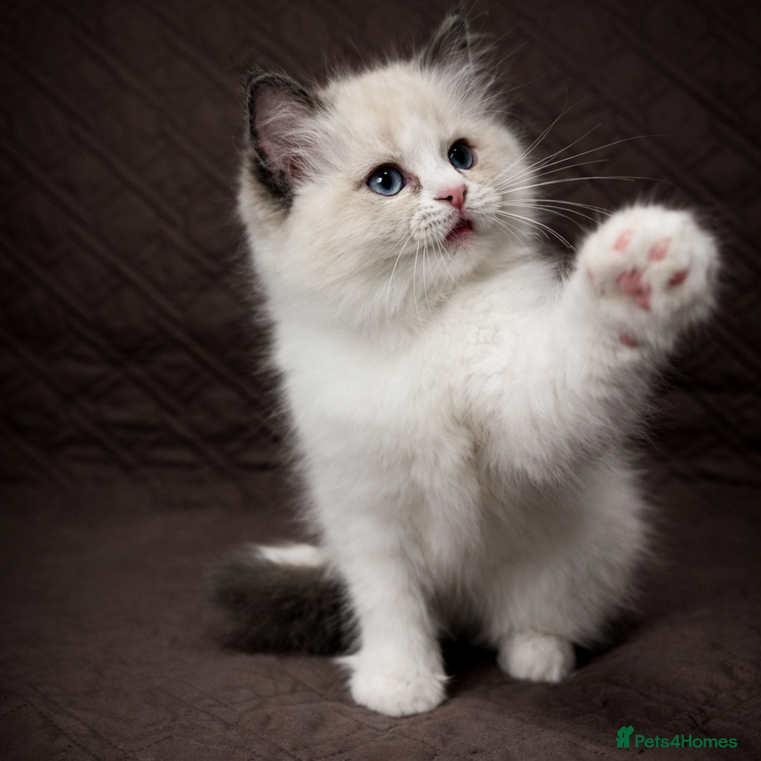 Ragdoll cats for sale: GCCF Registered Ragdoll Kittens Available  - Advert 9