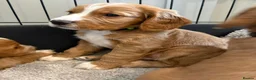 Cocker Spaniel dogs for sale: Beautiful Golden cockers free insurance with agria - Advert 11