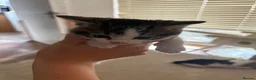 Mixed Breed cats for sale: 4 kittens - Advert 3