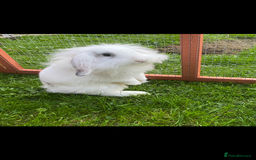 Mixed Breed rabbits for sale: Baby male rabbit ready now - Image 5