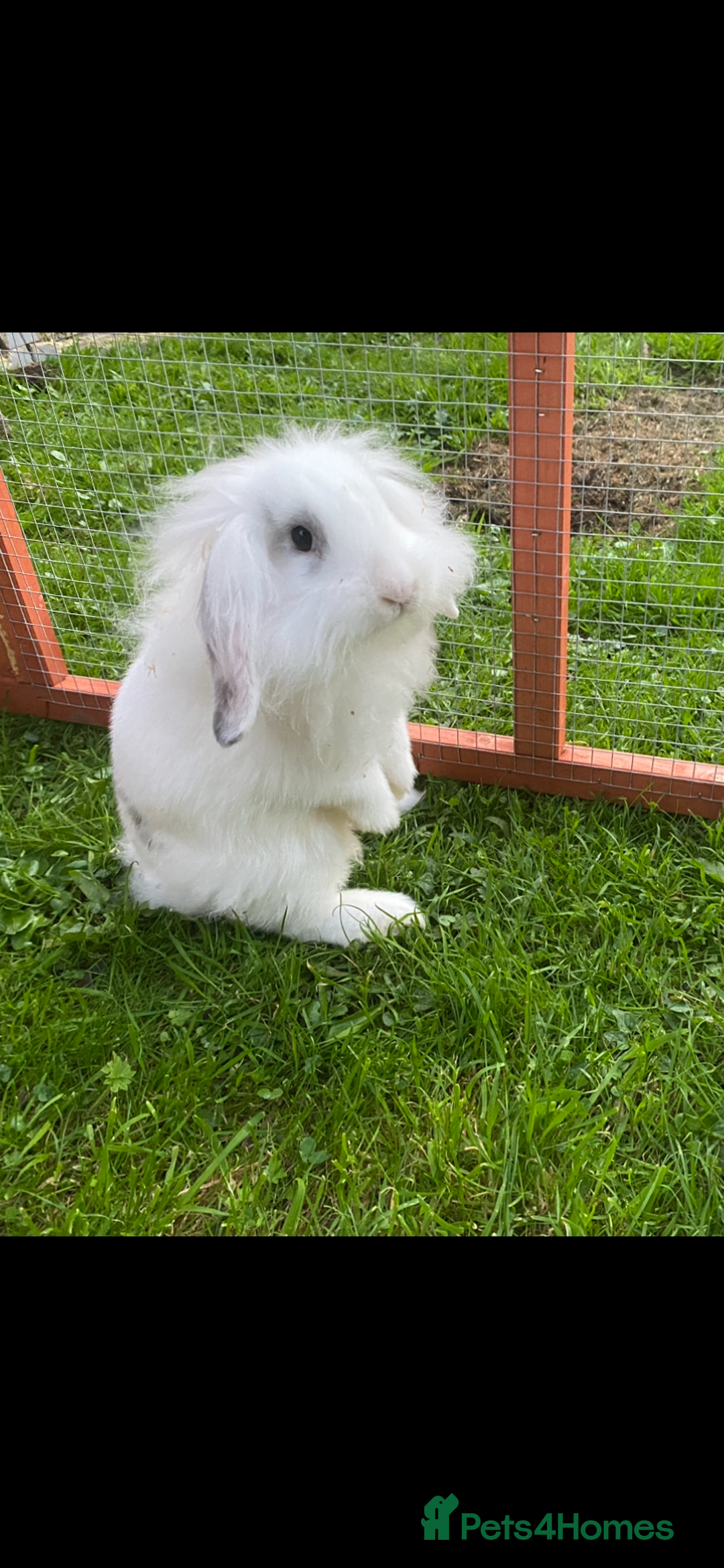 Mixed Breed rabbits for sale: Baby male rabbit ready now - Image 5