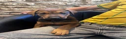 Dobermann dogs for sale: Beautiful litter of European Dobermann X - Advert 12