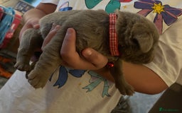 Labrador Retriever dogs for sale: Kc dna clear silver Labrador pups  - Image 11