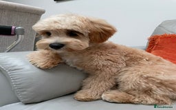 Cavapoo dogs for sale: 8 month old Cavapoo F1 - Image 5