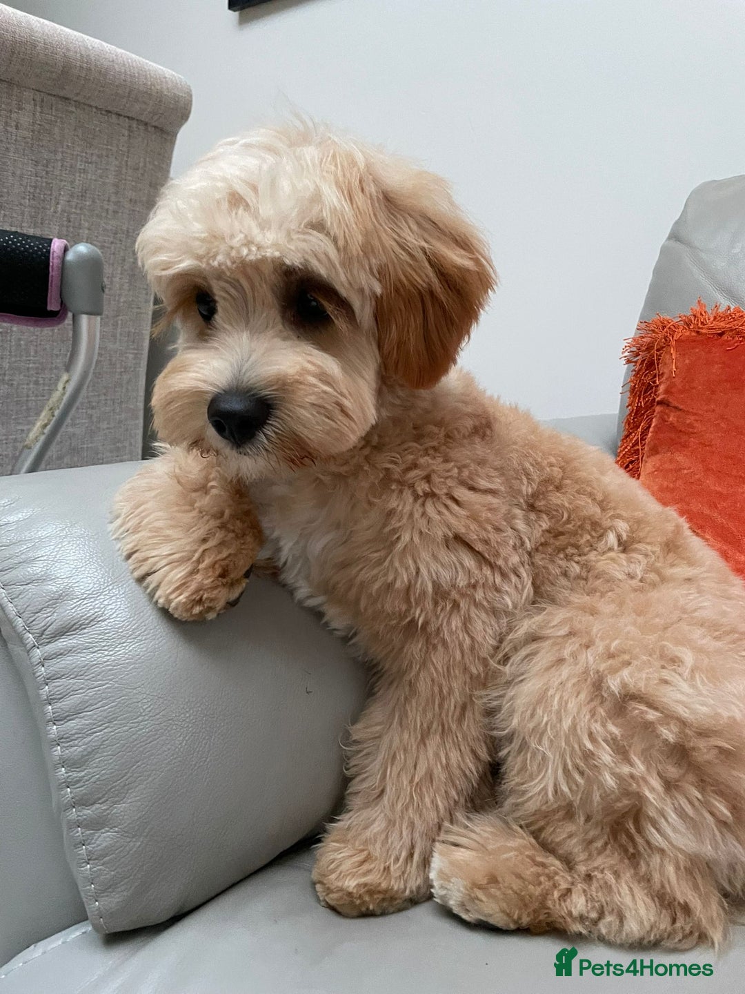 Cavapoo dogs for sale: 8 month old Cavapoo F1 - Image 5